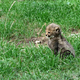 Illustration for article titled ZOMG BABY CHEETAHS AND BABY TIGER NEWS!!!